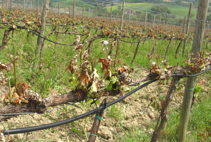 «Riconosciuto lo stato di calamità per le gelate di aprile 2021»